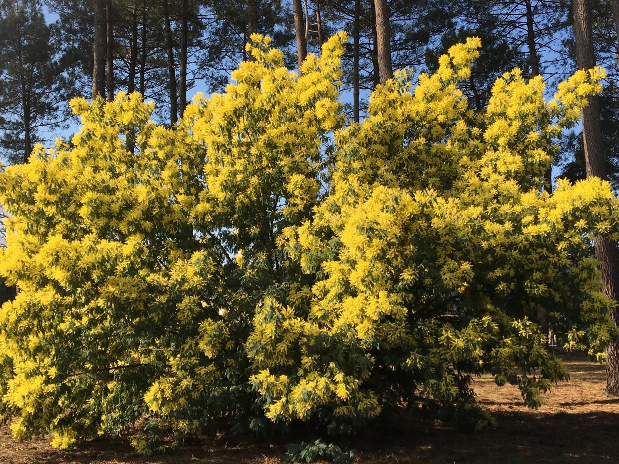 Вилла La Bergerie Des Landes Ли-э-Микс Экстерьер фото
