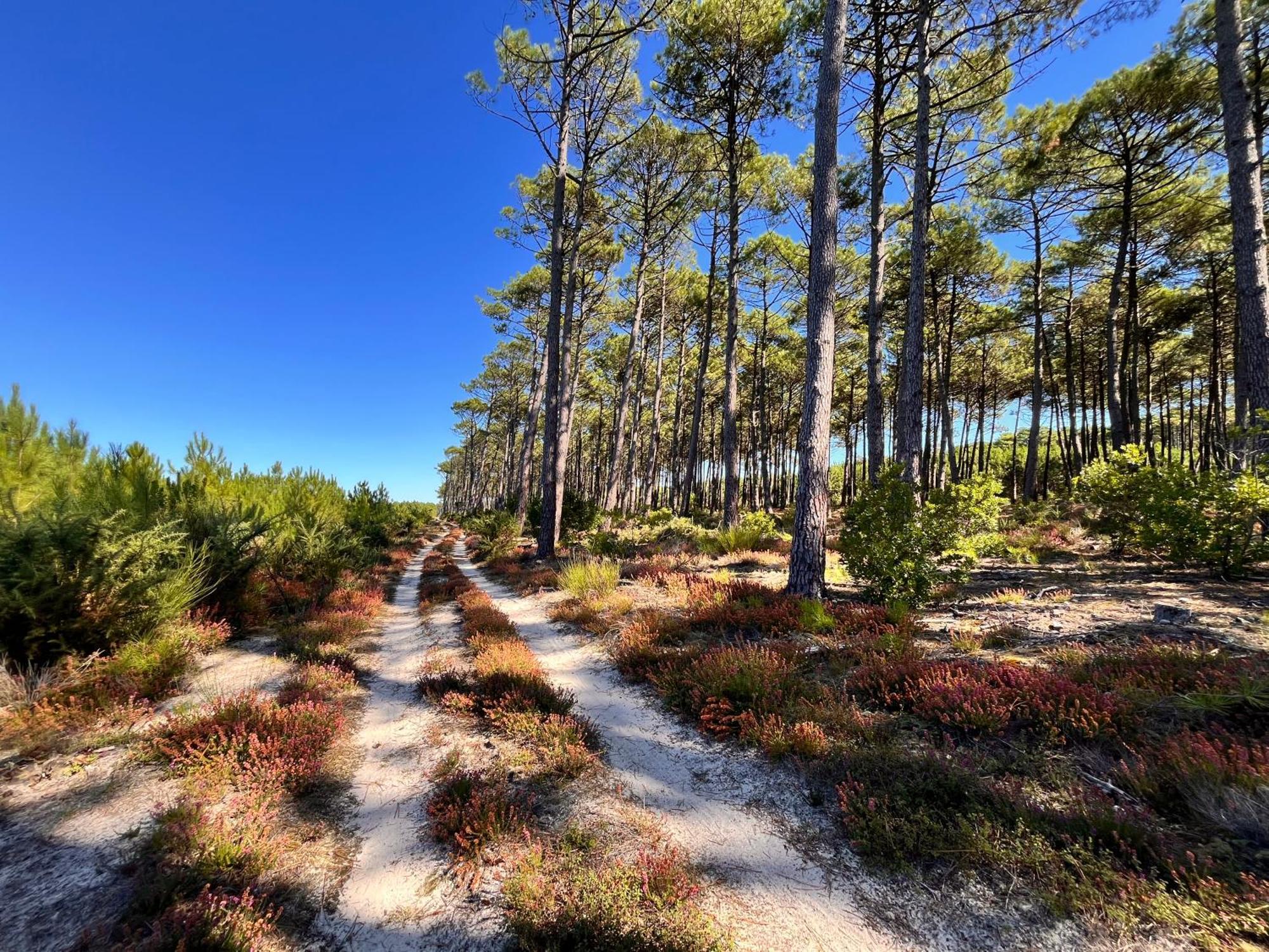 Вилла La Bergerie Des Landes Ли-э-Микс Экстерьер фото